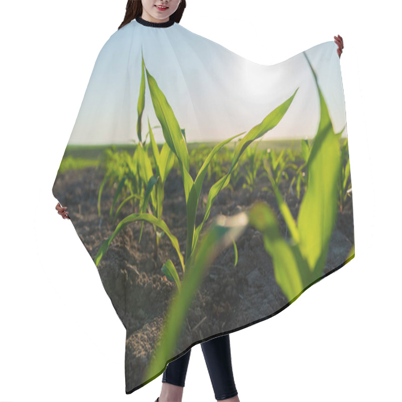 Personality  Young Corn Plants Stand Tall In Rich Soil, Reaching For The Warm Sunlight. The Field Is Vibrant With Fresh Growth, Showcasing The Beauty Of Agriculture In Early Spring. Hair Cutting Cape