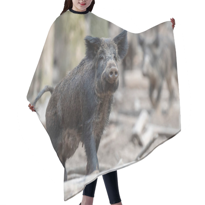 Personality  Wild Boar In Forest Hair Cutting Cape