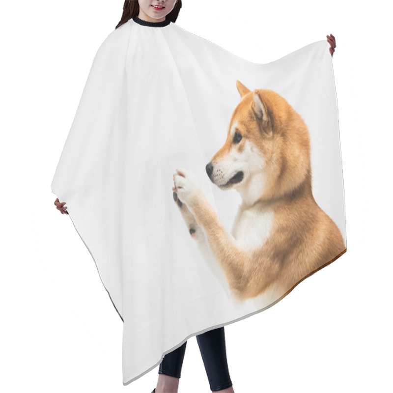 Personality  Playful Shiba Inu Dog Waving Paws Isolated On Light Grey Hair Cutting Cape