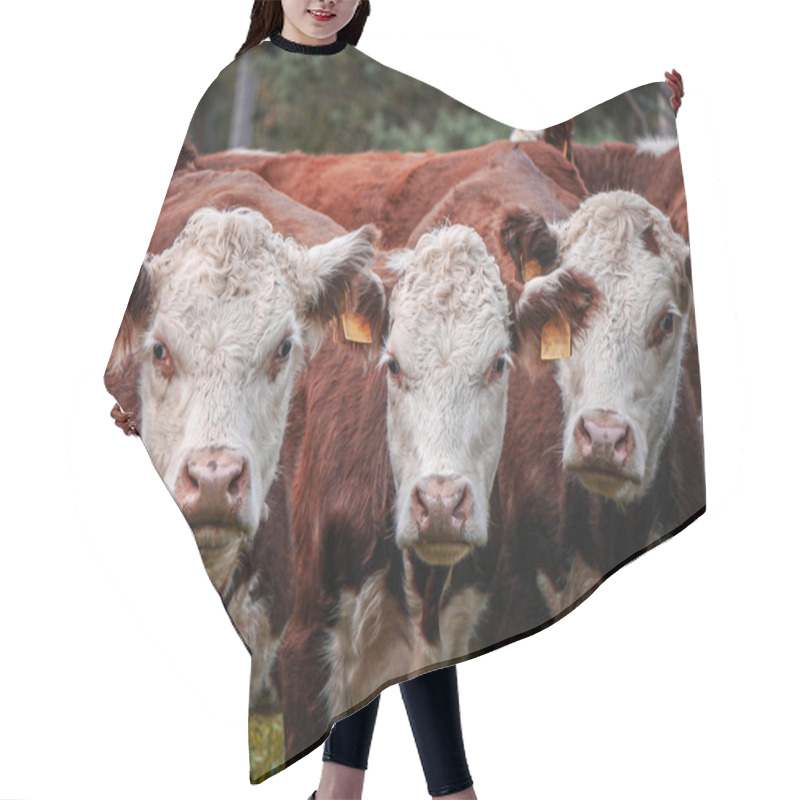 Personality  Portrait Of Cows Standing On Field Hair Cutting Cape