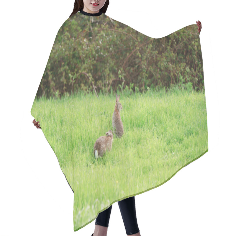 Personality  Wild Rabbits Hair Cutting Cape