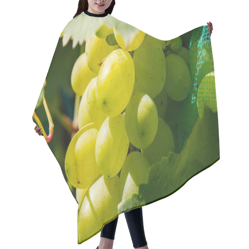 Personality  Fresh Bunch Of White Grapes On The Field. Hair Cutting Cape