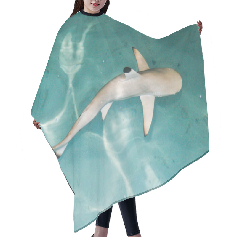 Personality  Marine Life, Shark Fish  Hair Cutting Cape