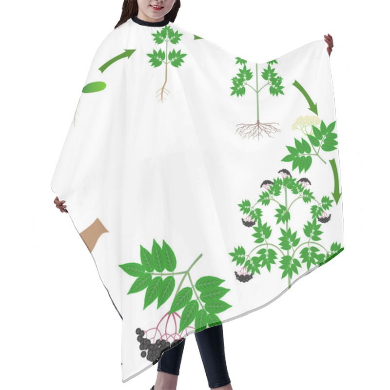 Personality  Life Cycle Of A Black Elderberry Plant On A White Background. Hair Cutting Cape