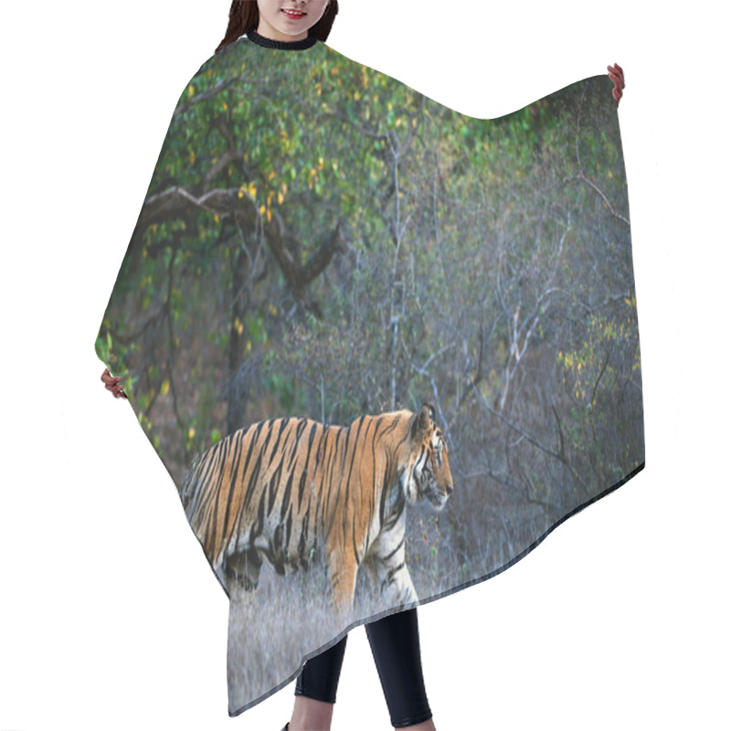 Personality  Bengal Tiger. Hair Cutting Cape