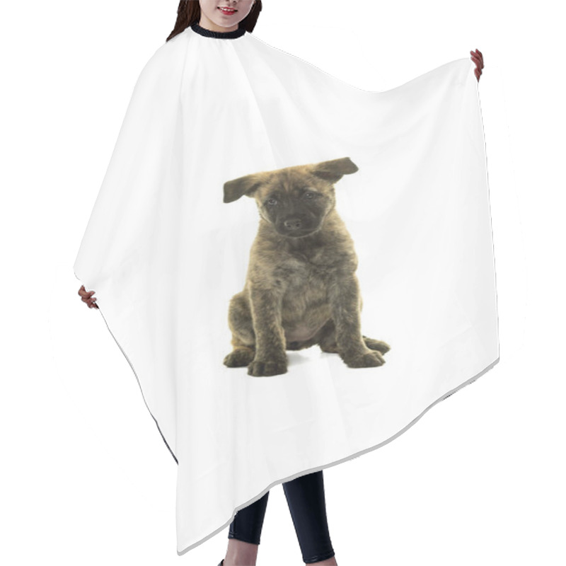 Personality  Cute Dutch Wire-haired Shepherd Puppy Sitting Facing Camera Isol Hair Cutting Cape