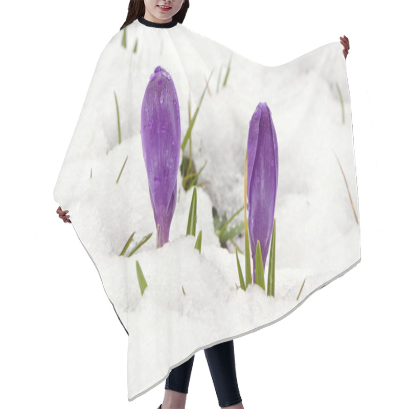 Personality  Crocus Saffron Violet Blooms Spring Flowers Snow Hair Cutting Cape