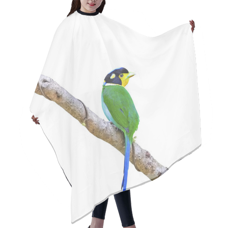 Personality  Long-tailed Broadbill Hair Cutting Cape