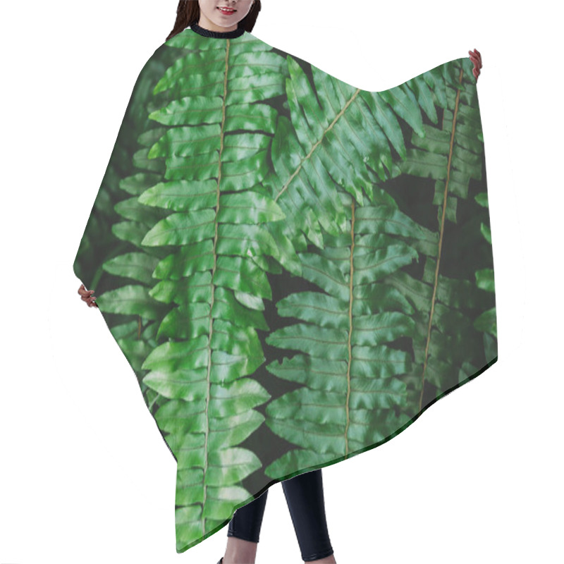 Personality  Close-up Shot Of Fern Leaves For Background Hair Cutting Cape