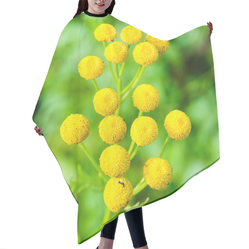 Personality  Tanacetum Vulgare Or Tansies Hair Cutting Cape