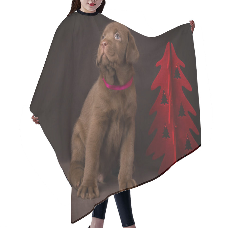 Personality  Chocolate Labrador Puppy Sitting On Brown Background Near The Christmas Tree Hair Cutting Cape