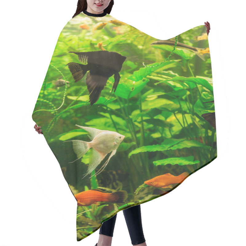 Personality  Tropical Fish PTEROPHYLLUM SCALARE Hair Cutting Cape