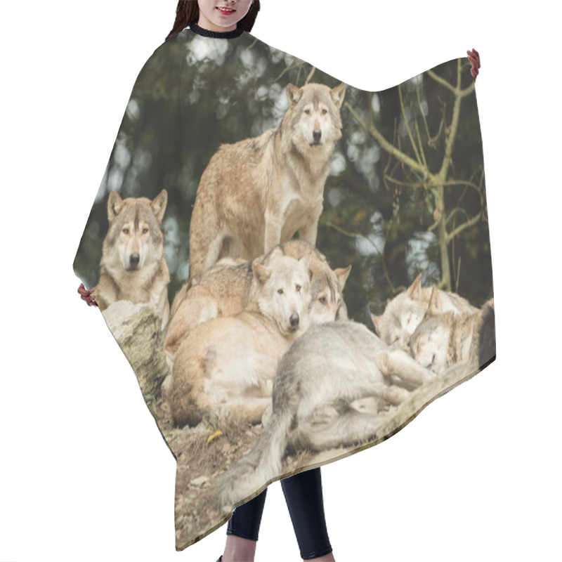 Personality  A Pack Of Wolves On A Rock Hair Cutting Cape