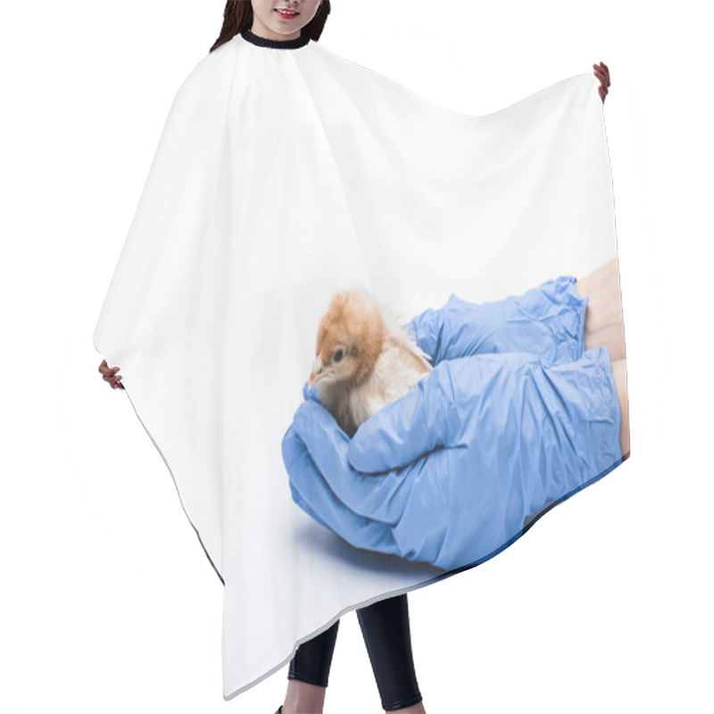 Personality  Cropped View Of Veterinarian With Chick On White Background Hair Cutting Cape