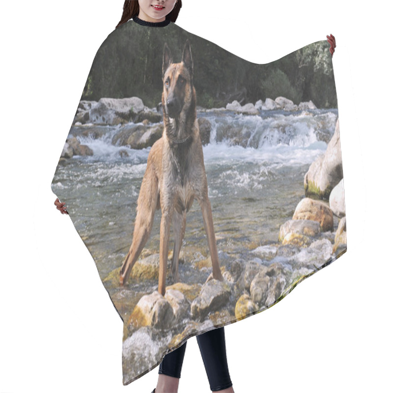 Personality  Belgian Shepherd Hair Cutting Cape