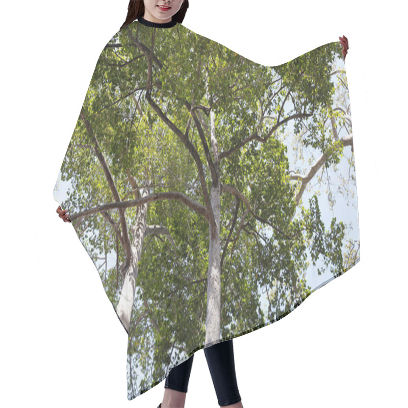 Personality  Big and tall tree with branches hair cutting cape