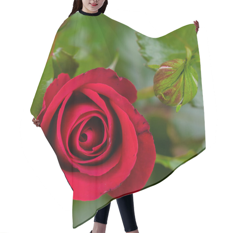 Personality  Beautiful Rose Blooms On A Bush In The Garden Hair Cutting Cape