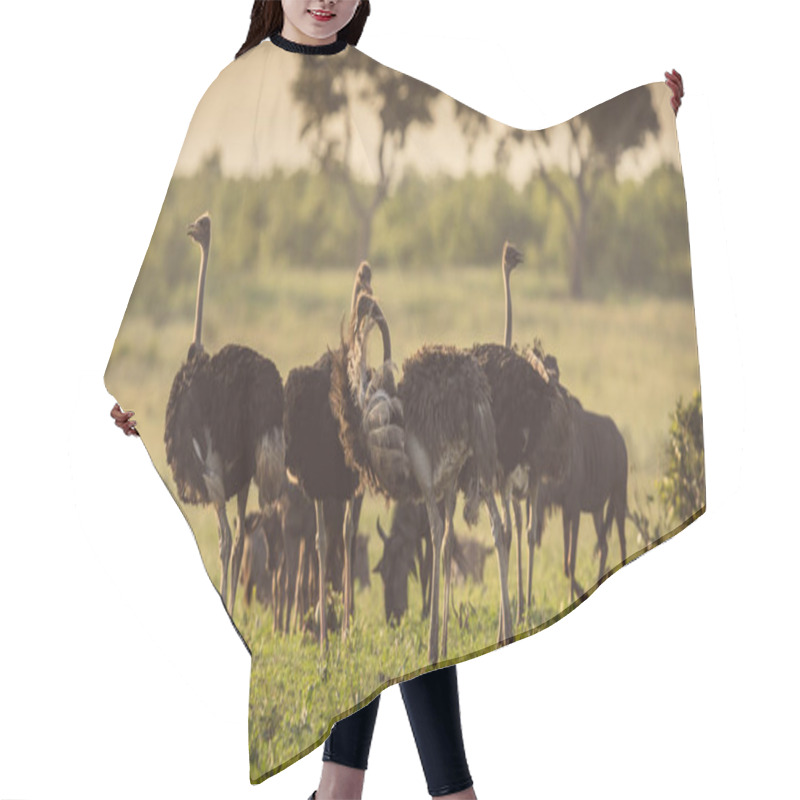 Personality  Ostrich Herd On Savanna Plain Hair Cutting Cape