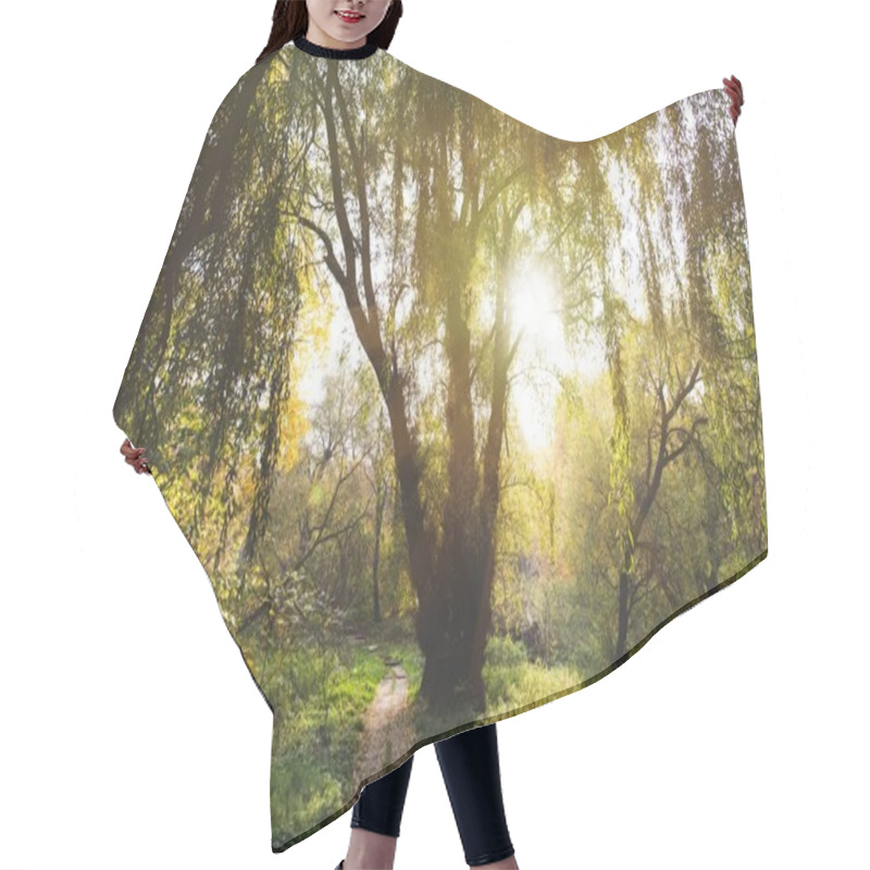 Personality  Willow Tree In Park Hair Cutting Cape