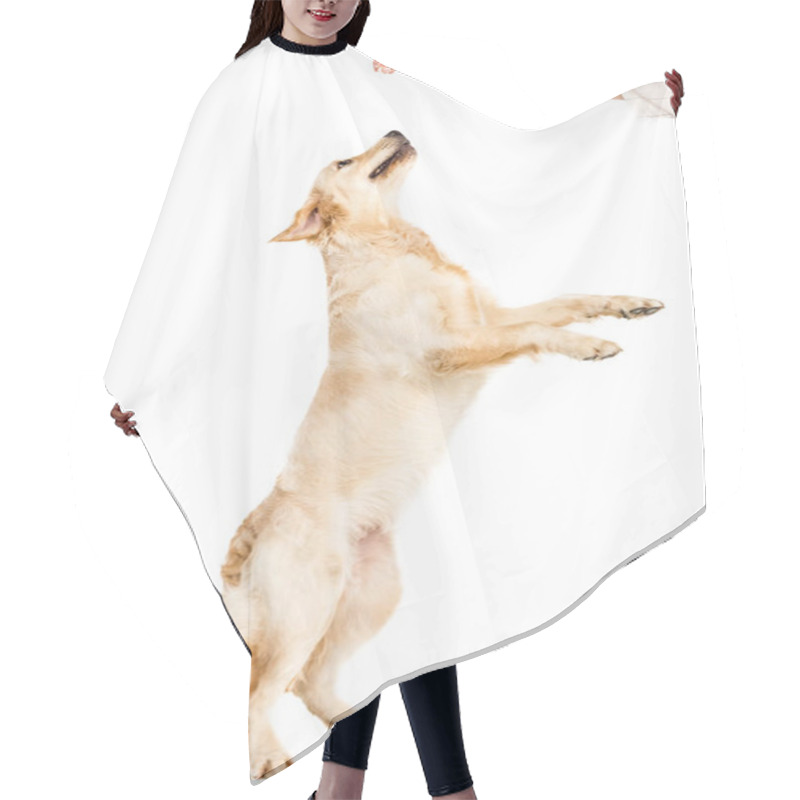 Personality  Dog Jumping Up Hair Cutting Cape