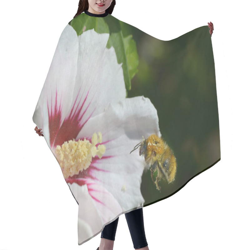 Personality  Hibiscus Flowers Petals, Flora And Nature  Hair Cutting Cape