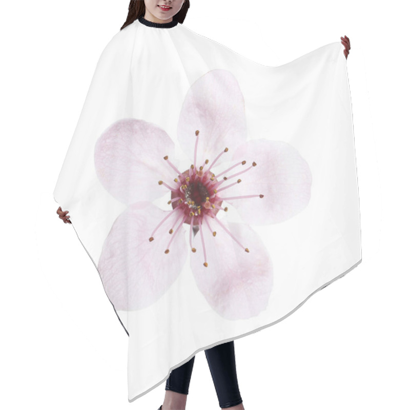 Personality  Beautiful Plum Blossom Isolated On White. Spring Season Hair Cutting Cape