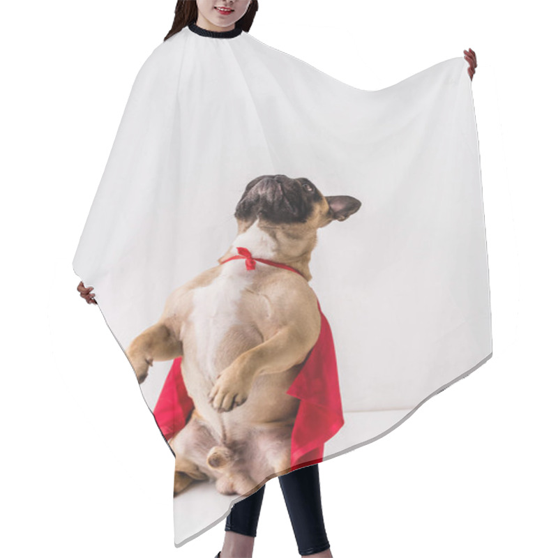 Personality  Dog In Superhero Costume Hair Cutting Cape