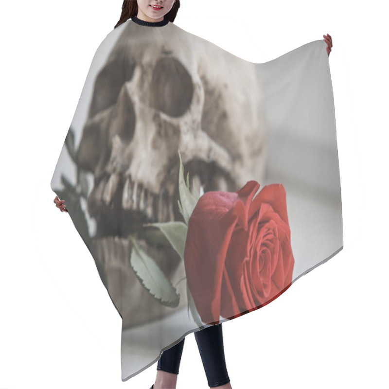 Personality  A Human Skull With A Red Rose In Its Teeth On A White Background Illuminated By Light From The Window. Props For Gothic Photo Shoot And Halloween, Skull, Rose And Black Gloves Hair Cutting Cape