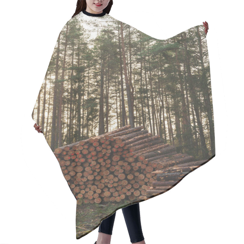 Personality  Logs Ready For Transport In A Forest. Forestry Industry, Wood Production, And Logging. High Quality Photo Hair Cutting Cape