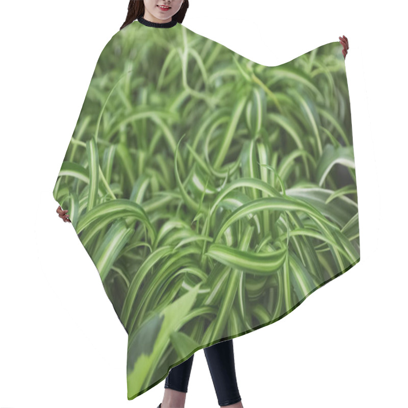 Personality  Beautiful Plant With Green Leaves In Floral Shop, Closeup Hair Cutting Cape