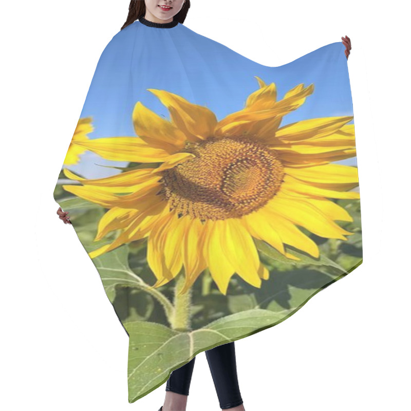 Personality  Vertical Screen :Sunflower Fields Radiate Warmth Across Biofarm, Enriching Local Ecosystem. Tall Sunflower Stalks Create Dynamic BioFarm Habitat, Preserving Flourishing Ecosystem.  Hair Cutting Cape