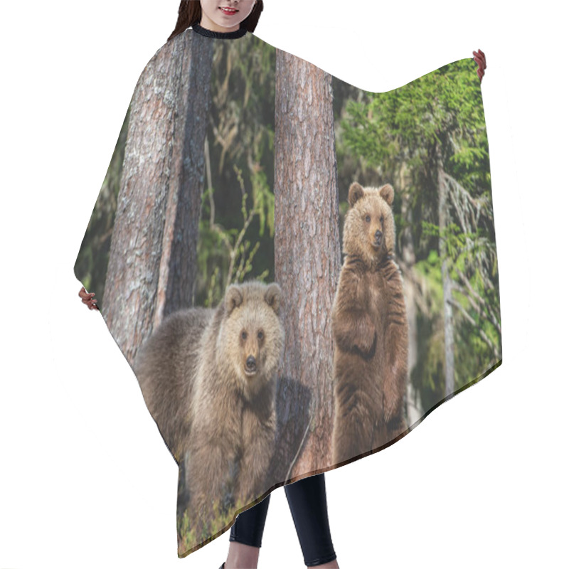 Personality  Cubs Of Brown Bear In The Summer Forest. Natural Habitat. Scientific Name: Ursus Arctos. Hair Cutting Cape