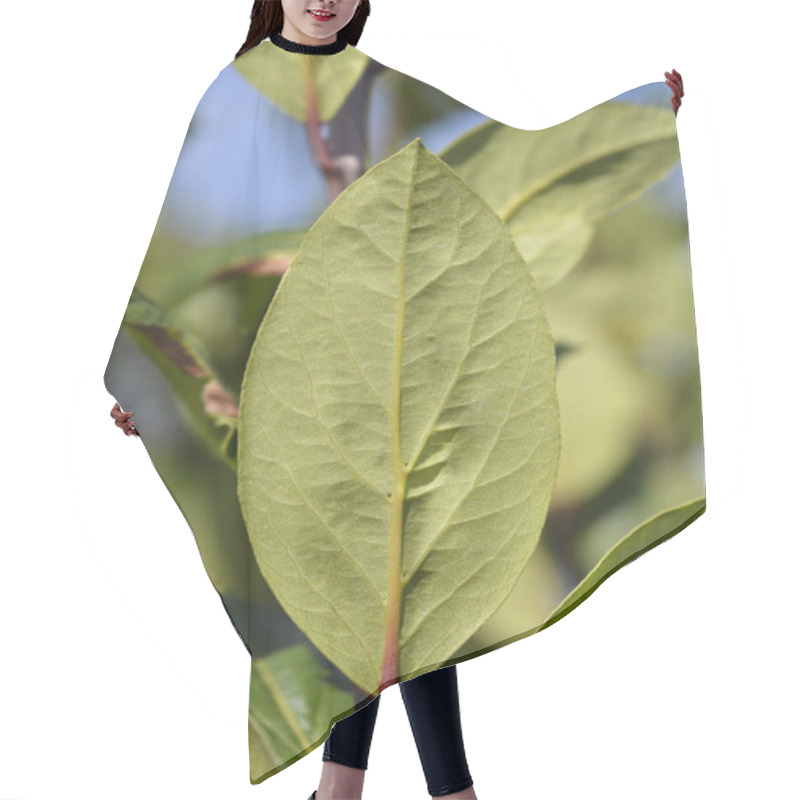 Personality  Laurel Leaves - Latin Name - Laurus Nobilis Hair Cutting Cape