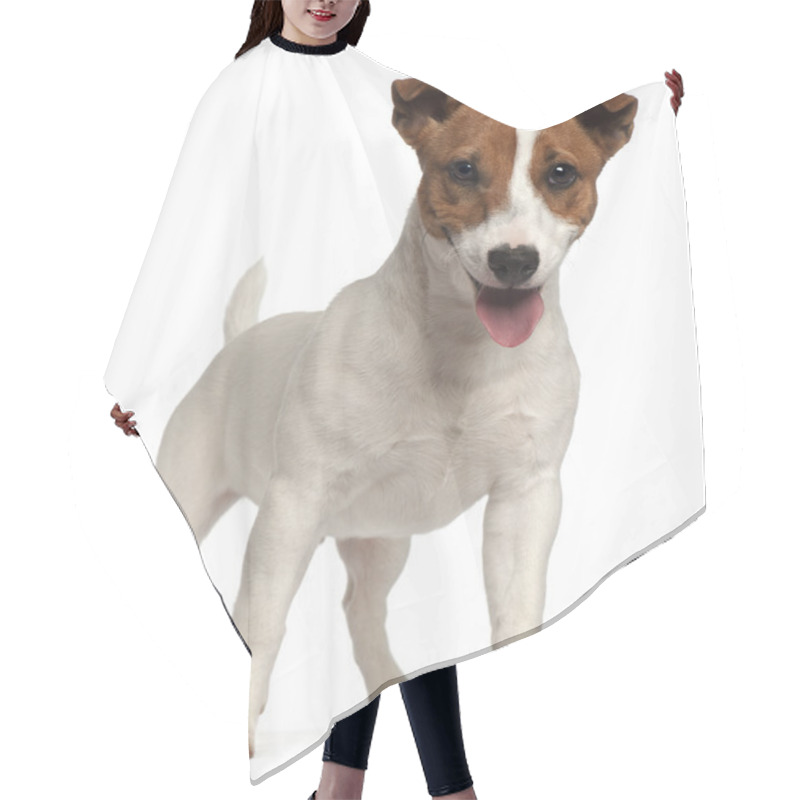 Personality  Jack Russell Terrier Puppy, 6 Months Old, Standing In Front Of W Hair Cutting Cape