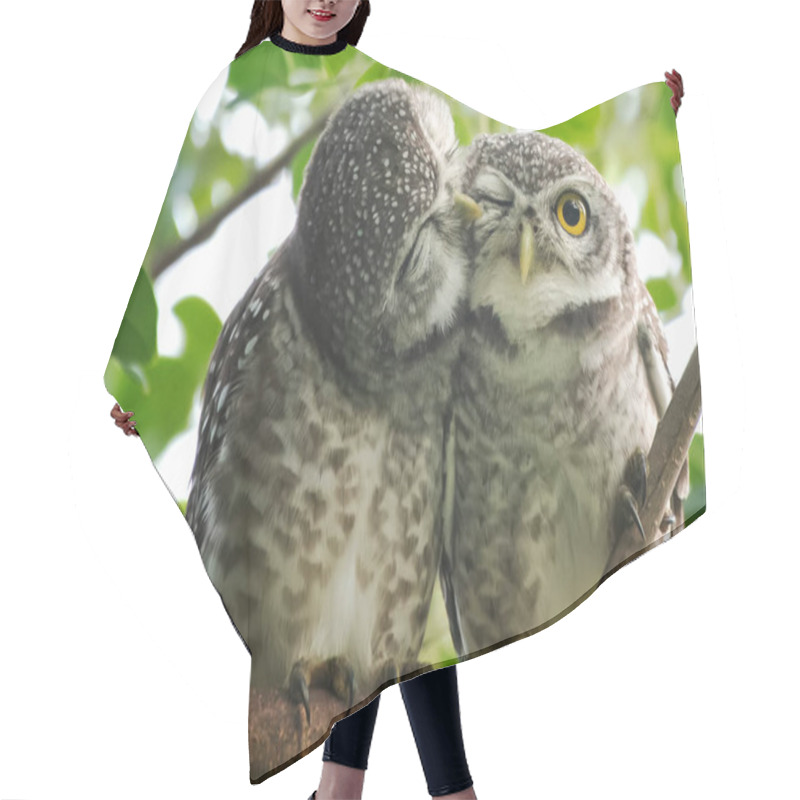 Personality  Spot Owl  Smelling Each Other On A Branch Hair Cutting Cape