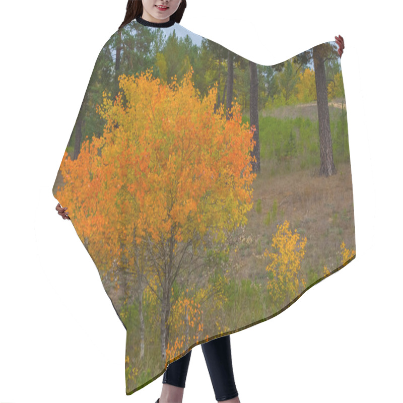 Personality  Red Aspen Tree In Autumn Forest Glade, Seasonal Natural Background Hair Cutting Cape