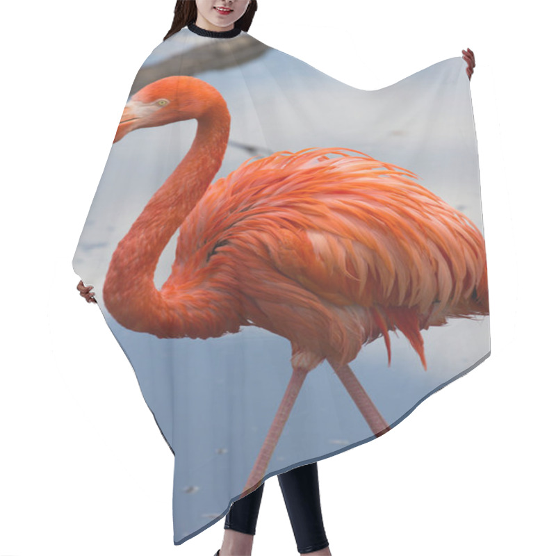 Personality  A Single American Flamingo Walking On The Pond Hair Cutting Cape