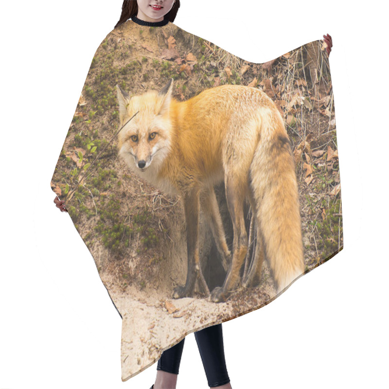 Personality  Fox Red Fox Animal  Close-up Profile View On A Rock In The Forest With Blur Background Its Surrounding And Environment, Displaying Its Fur, Head, Eyes, Ears, Nose, Paws, Bushy Tail. Hair Cutting Cape