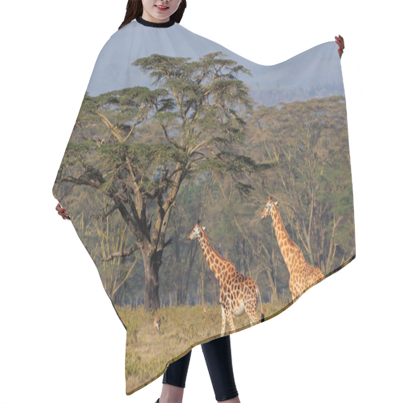 Personality  Rothschilds Giraffes Hair Cutting Cape