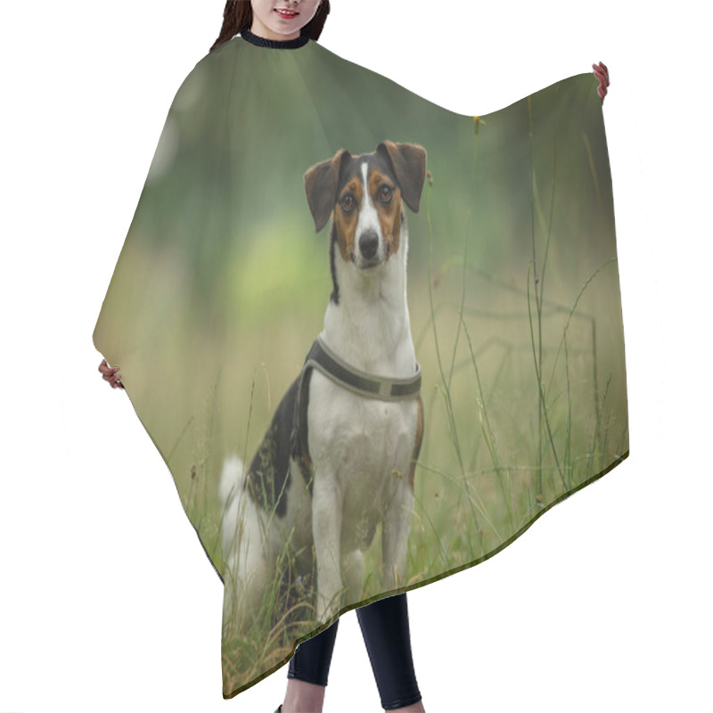 Personality  Cute Dog In A Summer Meadow Hair Cutting Cape