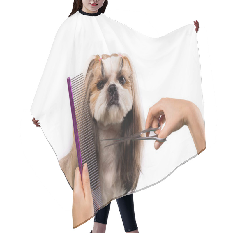 Personality  Beautiful Shih-tzu Dog At The Groomer's Hands With Comb. Hair Cutting Cape