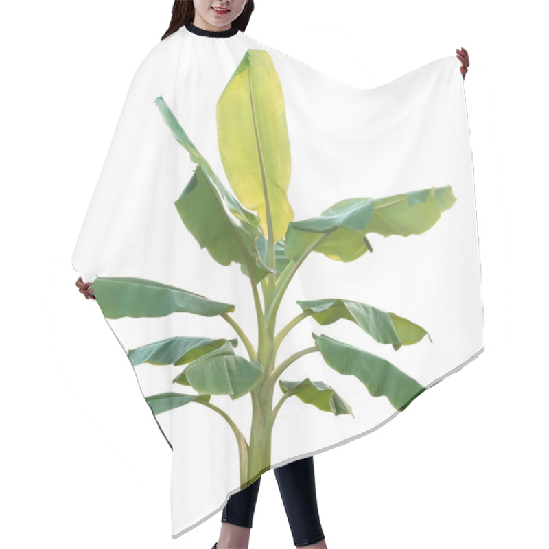 Personality  Banana Tree Isolated On White Background Hair Cutting Cape