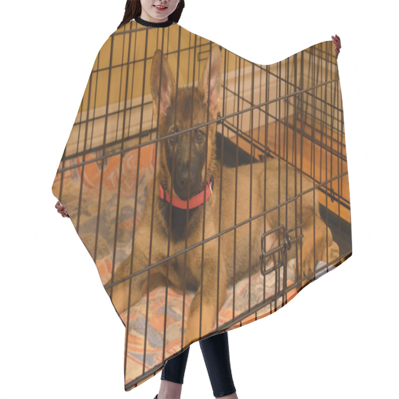 Personality  German Shepherd Puppy Dog Crate Training Hair Cutting Cape