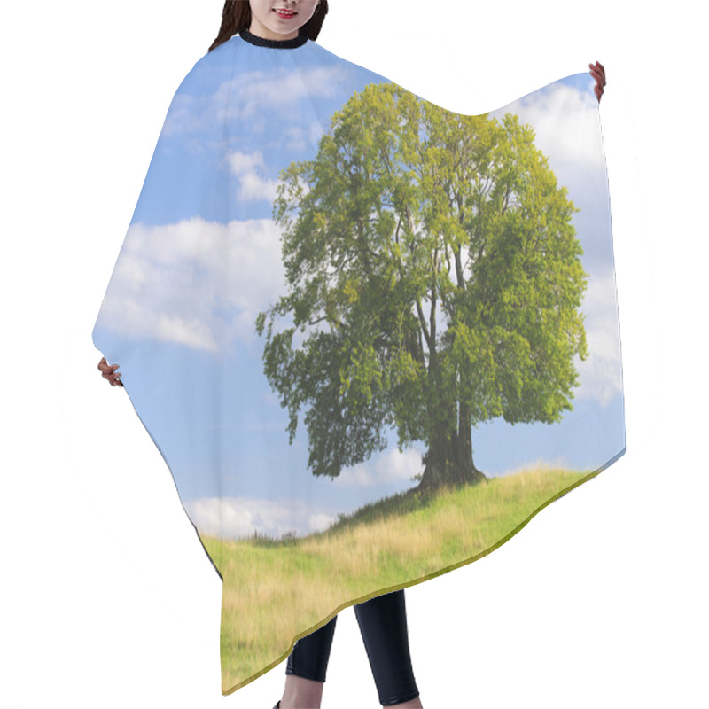 Personality  Big Old Beech Tree Hair Cutting Cape