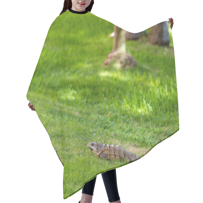 Personality  A Green Iguana Lies Gracefully In A Lush Setting, Showcasing Nature's Perfect Camouflage. Hair Cutting Cape