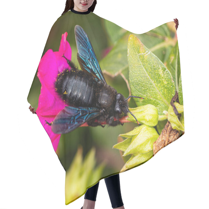 Personality  Striking Black Fly With Iridescent Blue Wings On A Vibrant Pink Flower, Showcasing The Insect's Detailed Features And Natural Pollination Activity Hair Cutting Cape