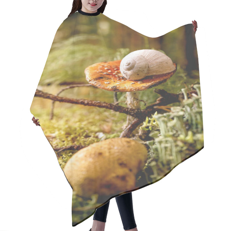 Personality  Fairy Tale Ambiance Magical Autumn Forest Background. Autumn Leaves, Moss, Wild Mushrooms, Snail Shell On Fly Agaric. Hair Cutting Cape