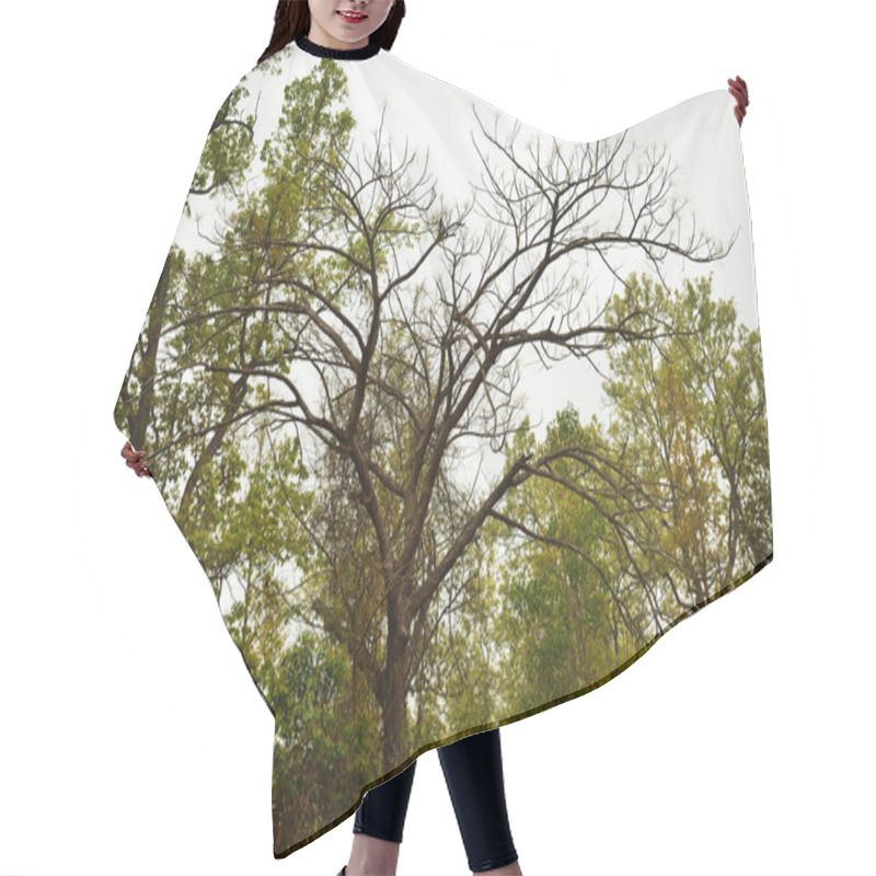 Personality  The Bare Tree Under The Grey Clouds Hair Cutting Cape