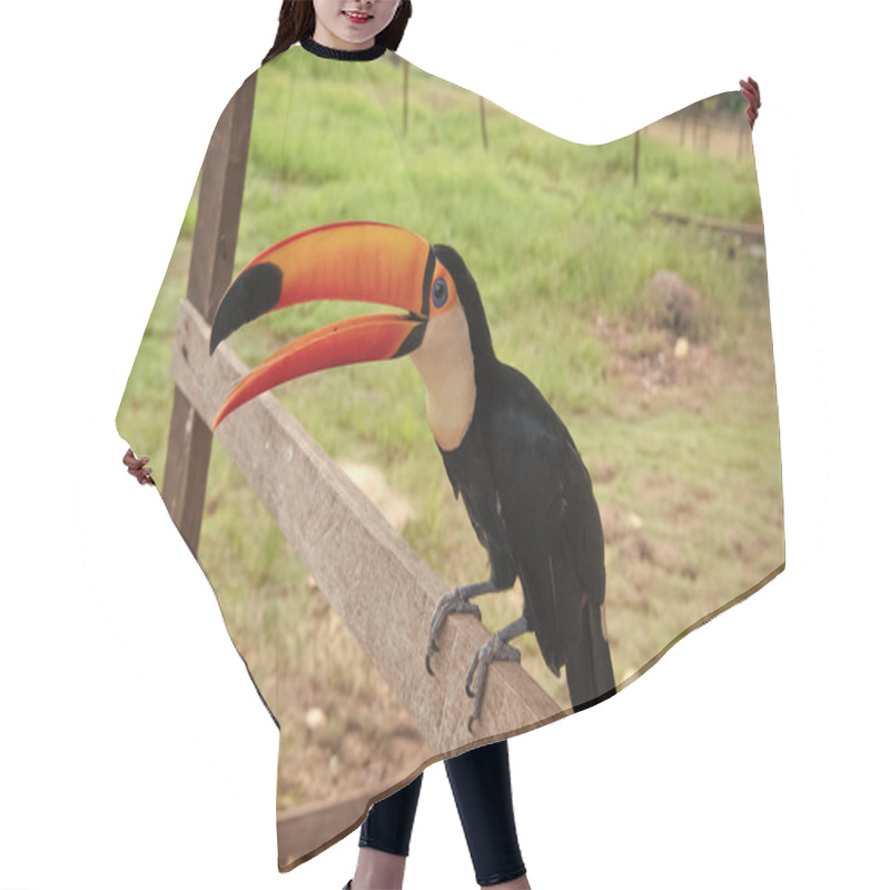 Personality  Image Of Toucan With Beak Outside. Toucan With Beak Outdoor. Toucan With Beak In Wildlife. Toucan Bird With Orange Beak. Hair Cutting Cape