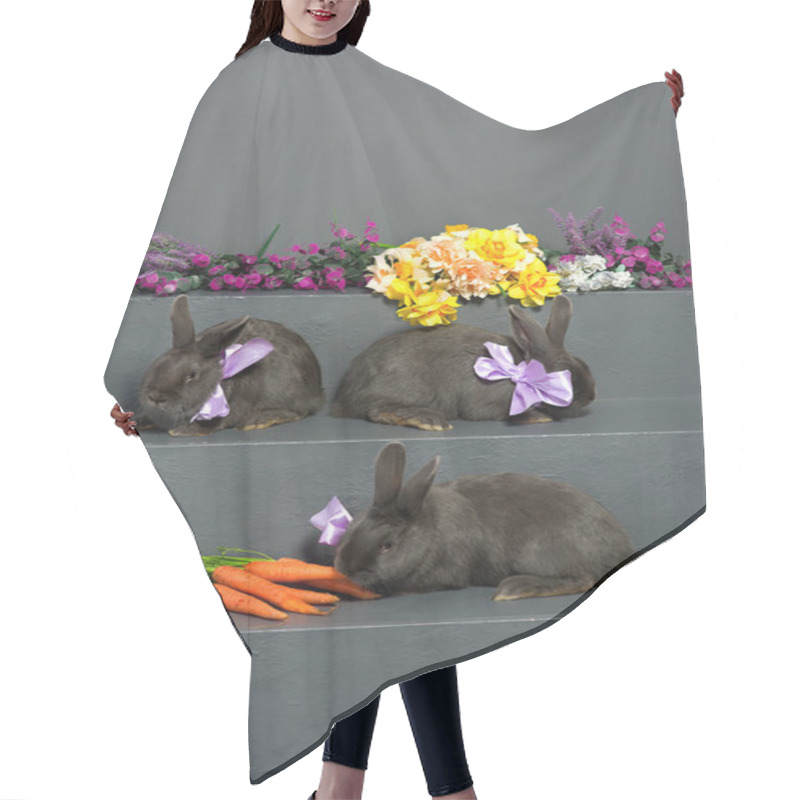 Personality  Hungarian Gray Rabbits  Hair Cutting Cape